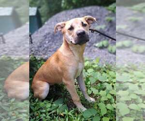 Mutt Dogs for adoption in Clarkesville, GA, USA