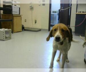 Treeing Walker Coonhound Dogs for adoption in Fayetteville, NC, USA