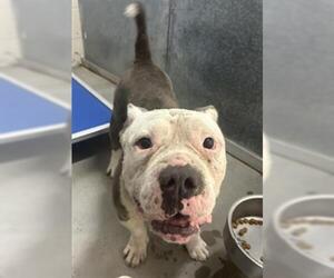 American Staffordshire Terrier-Unknown Mix Dogs for adoption in St. Cloud, FL, USA