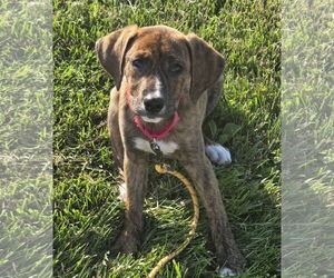 Plott Hound Dogs for adoption in Greenville, IL, USA