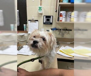 Maltese Dogs for adoption in Springfield, MA, USA