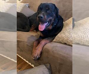Rottweiler Dogs for adoption in danville, CA, USA