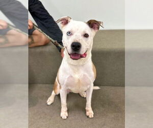 American Pit Bull Terrier-Unknown Mix Dogs for adoption in Marina Del Rey, CA, USA