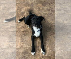 Mutt Dogs for adoption in Winter, WI, USA