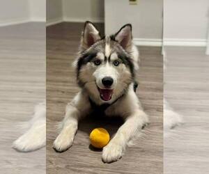 Siberian Husky Dogs for adoption in Carrollton, TX, USA