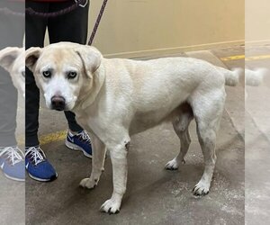 Huskies -Labrador Retriever Mix Dogs for adoption in Williamsburg, IA, USA
