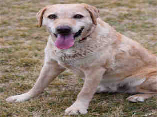 Chesador Dogs for adoption in Ogden, UT, USA