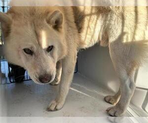 Akita-Unknown Mix Dogs for adoption in Houston, TX, USA