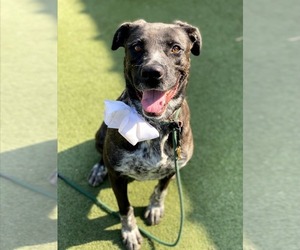 Labrador Retriever-Unknown Mix Dogs for adoption in Marina del Rey, CA, USA