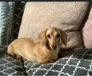 Dachshund Dogs for adoption in Sioux Falls, SD, USA