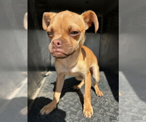 Chihuahua-Unknown Mix Dogs for adoption in HESPERIA, CA, USA