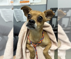Chihuahua-Unknown Mix Dogs for adoption in Las Vegas, NV, USA