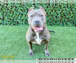 American Pit Bull Terrier-Bulldog Mix Dogs for adoption in West Palm Beach, FL, USA