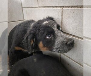 Australian Cattle Dog Dogs for adoption in Stockton, CA, USA