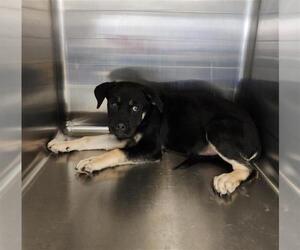 Rottweiler-Unknown Mix Dogs for adoption in Houston, TX, USA