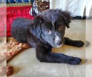 Small American Staffordshire Terrier-Labrador Retriever Mix