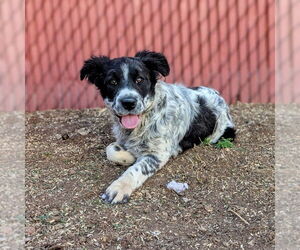 Mutt Dogs for adoption in Vail, AZ, USA