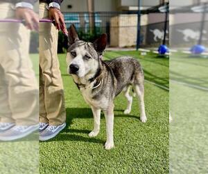 - Mix Dogs for adoption in Baytown, TX, USA