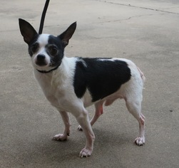 Chihuahua Dogs for adoption in Lafayette, LA, USA