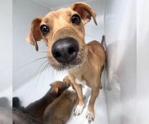 Chihuahua-Unknown Mix Dogs for adoption in Houston, TX, USA