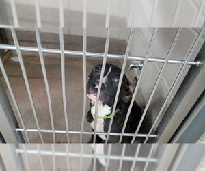 American Pit Bull Terrier-Unknown Mix Dogs for adoption in Aurora, IL, USA