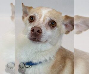 Chihuahua-Unknown Mix Dogs for adoption in Kennesaw, GA, USA