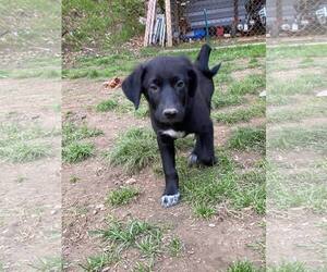 Labrador Retriever-Unknown Mix Dogs for adoption in Mechanicsburg, PA, USA