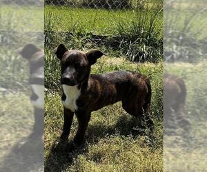 Feist Terrier-Unknown Mix Dogs for adoption in Rutledge, TN, USA