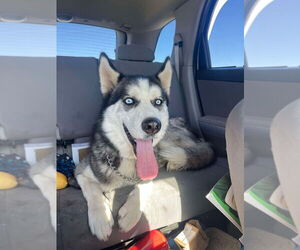 Siberian Husky Dogs for adoption in Bolivar, MO, USA