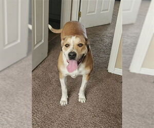 American Bulldog-Treeing Walker Coonhound Mix Dogs for adoption in Ogden, UT, USA