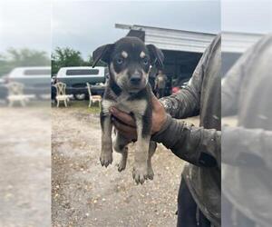 German Shepherd Dog-Huskies  Mix Dogs for adoption in Houston, TX, USA