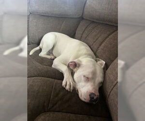 American Pit Bull Terrier Dogs for adoption in San Antonio, TX, USA