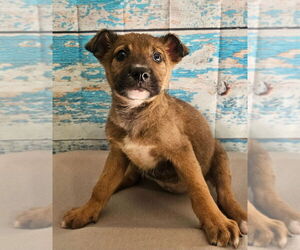 German Shepherd Dog-Unknown Mix Dogs for adoption in Lakewood, CO, USA