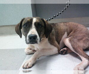 Mutt Dogs for adoption in Oklahoma City, OK, USA