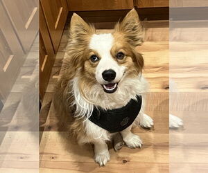 Papillon-Unknown Mix Dogs for adoption in Denver , CO, USA