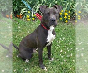 American Pit Bull Terrier Dogs for adoption in Batavia, NY, USA