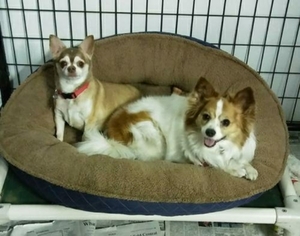 Papillon Dogs for adoption in Mukwonago, WI, USA