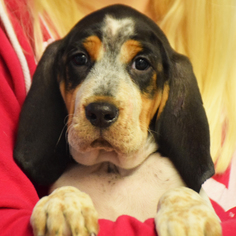 Bluetick Coonhound Dogs for adoption in Huntley, IL, USA