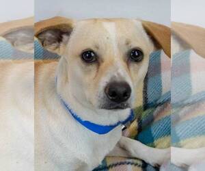 Beagle-Unknown Mix Dogs for adoption in Kennesaw, GA, USA