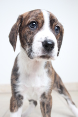Small Mountain Cur-Treeing Walker Coonhound Mix