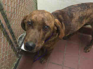 Plott Hound Dogs for adoption in Waynesville, NC, USA