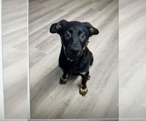 Medium Photo #2 Mutt Puppy For Sale in Calgary, Alberta, Canada
