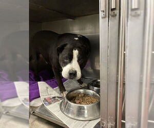 Rottweiler-Unknown Mix Dogs for adoption in Downey, CA, USA