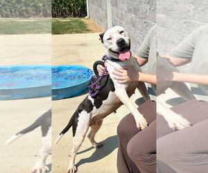 American Pit Bull Terrier-Unknown Mix Dogs for adoption in Evansville, IN, USA