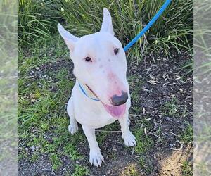 Bull Terrier Dogs for adoption in Camarillo, CA, USA