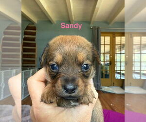 Dachshund-Unknown Mix Dogs for adoption in New York, NY, USA