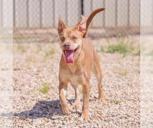 Mutt Dogs for adoption in Waco, TX, USA