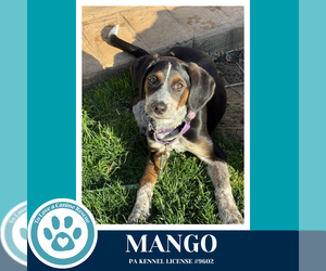 Coonhound Dogs for adoption in Kimberton, PA, USA
