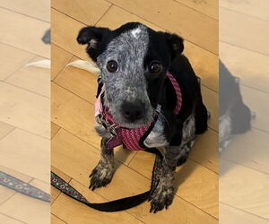 Mutt Dogs for adoption in Mundelein, IL, USA