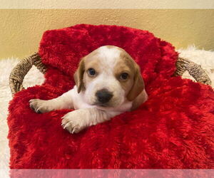 Cavalier King Charles Spaniel-Dachshund Mix Dogs for adoption in Euless, TX, USA